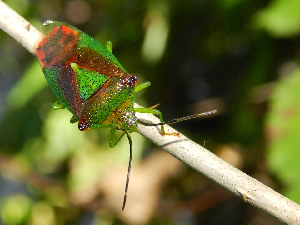 Acanthosoma haemorrhoidale dalla Valganna(VA)